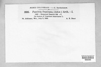 Puccinia fraxinata image